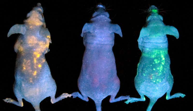 Glowing space mice show where quantum dots lodge