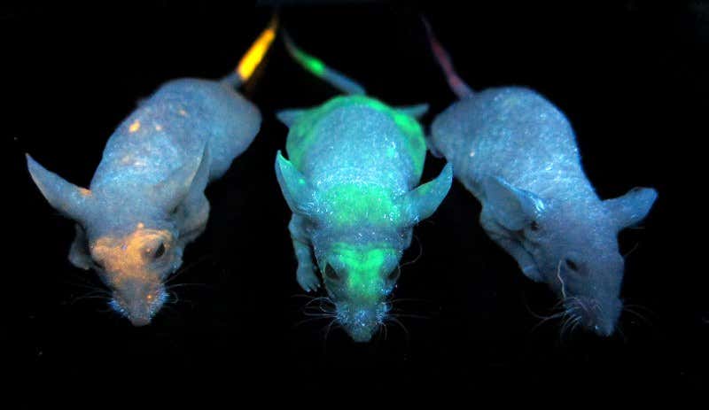 New Scientist. Science news and long reads from expert journalists, covering developments in science, technology, health and the environment on the website and the magazine.