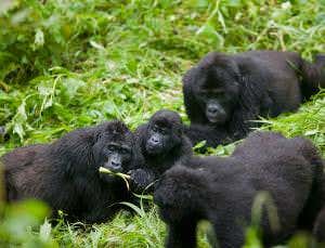 Pressure mounts to save Africa's Eden from drillers