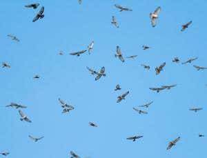 North American land birds migrate along three flyways