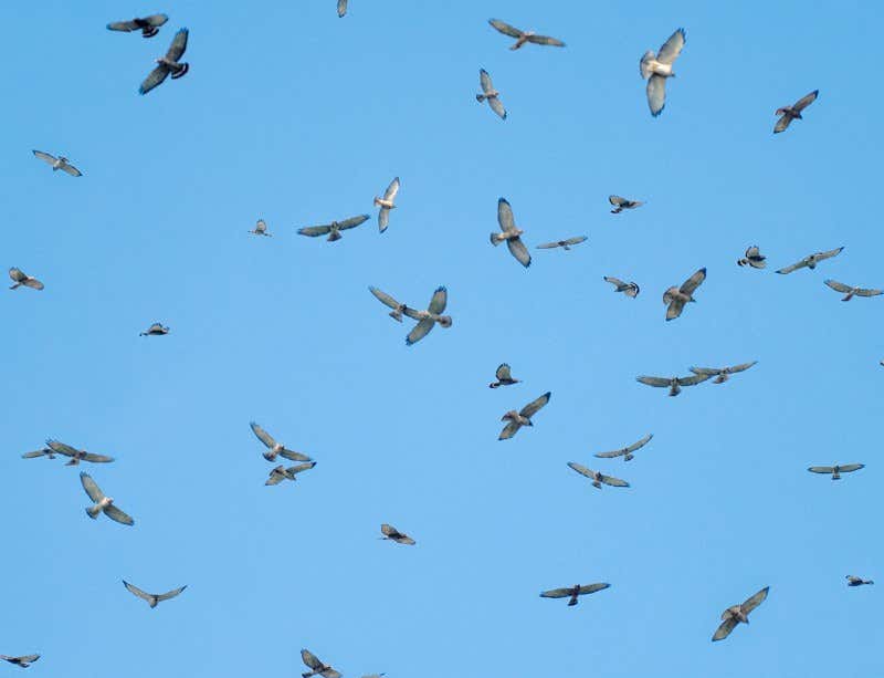 New Scientist. Science news and long reads from expert journalists, covering developments in science, technology, health and the environment on the website and the magazine.