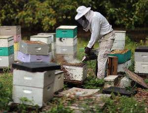 US bees die a bit less but still need feeding up