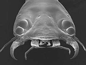 New Scientist. Science news and long reads from expert journalists, covering developments in science, technology, health and the environment on the website and the magazine.