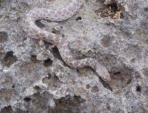 Lonely snake rediscovered in footsteps of a legend