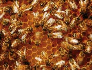 Dancing honeybees assess the health of the environment