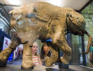 Baby mammoth wonder will unleash your inner child