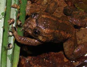 Zoologger: Only known 'potter' frog packs eggs in mud