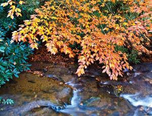 American chestnut set for genetically modified revival