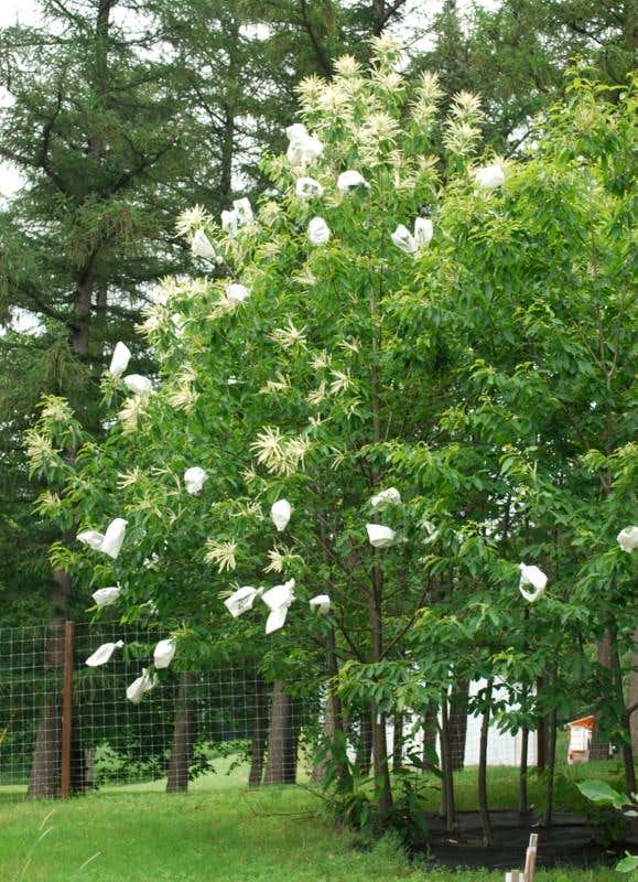 American chestnut set for genetically modified revival