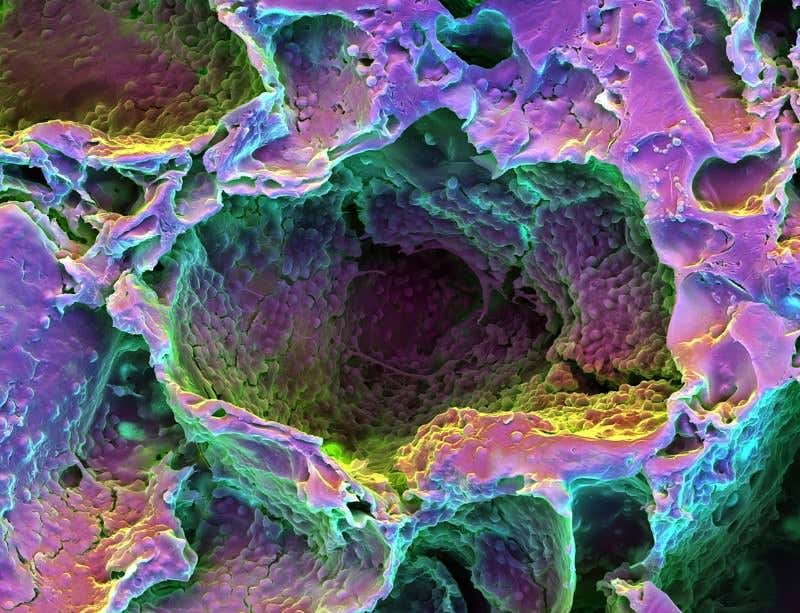 New Scientist. Science news and long reads from expert journalists, covering developments in science, technology, health and the environment on the website and the magazine.