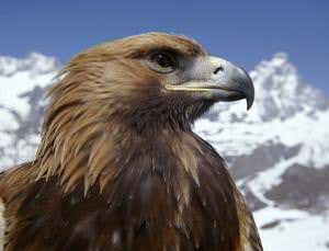 Europe's eagles under threat from vulture-killing drug