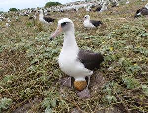Plastic rubbish takes egg's place in albatross nest