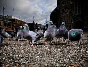 Bird brainiacs: The genius of pigeons