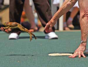 Jumping Frog Jubilee: Secrets of amphibian Olympians