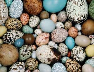 The world's most beautiful birds' eggs