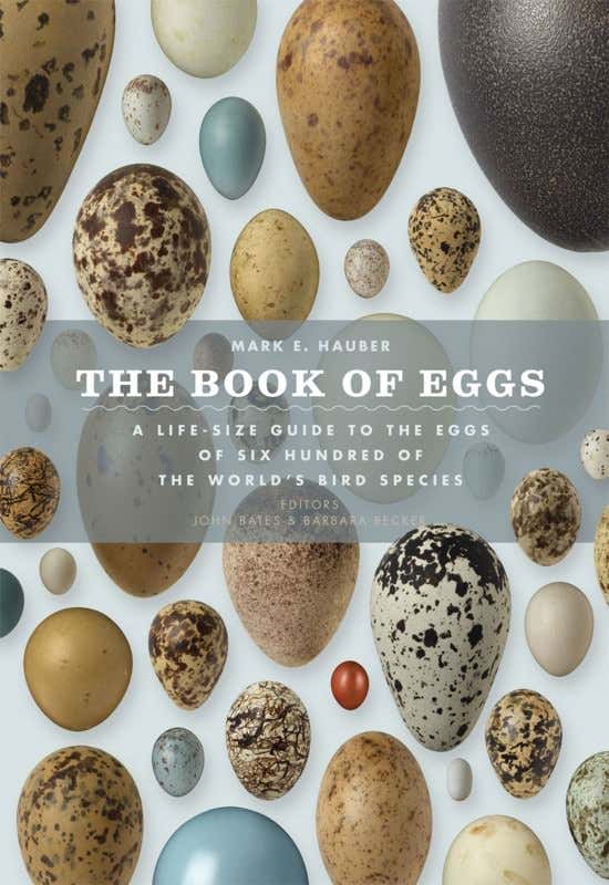 The world's most beautiful birds' eggs