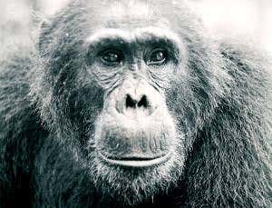 Only known chimp war reveals how societies splinter