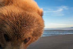 Robo-camera snaps coastal brown bear on Alaskan beach