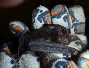 'Extinct' big-eared bat was just playing hide-and-seek