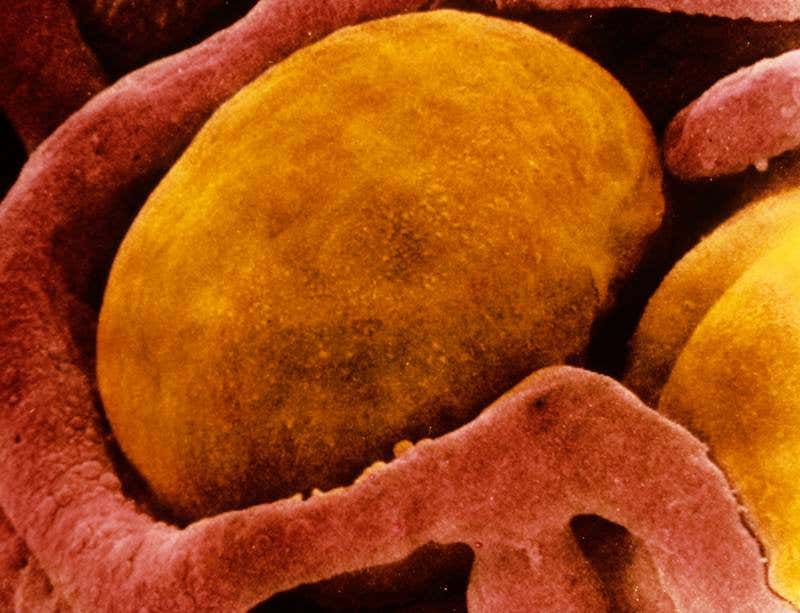 New Scientist. Science news and long reads from expert journalists, covering developments in science, technology, health and the environment on the website and the magazine.