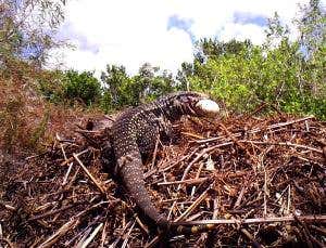 Food or family? Florida reptiles battle over eggs
