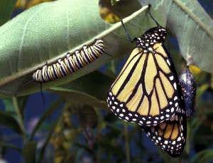 Butterflies near salted roads grow larger eyes and muscles