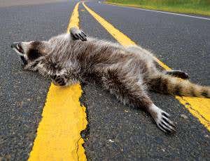 Roadkill app tracks animal deaths in car collisions