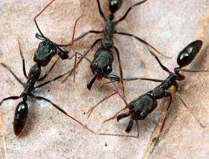 Zoologger: The Michael Phelps of the ant world