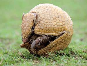 Devil's claw looms over World Cup's armadillo mascot