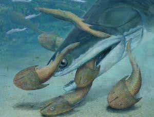 First predator fish crushed armoured prey in its jaws