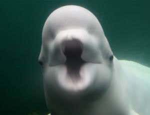 Baby's haunting cry created by online reverb room