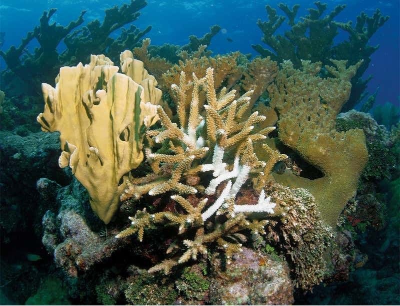 New Scientist. Science news and long reads from expert journalists, covering developments in science, technology, health and the environment on the website and the magazine.