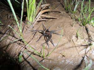 Pescatarian spiders munch on fish all over the world