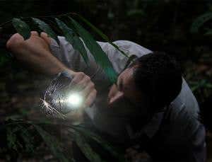 Solving spider mysteries in the Peruvian Amazon