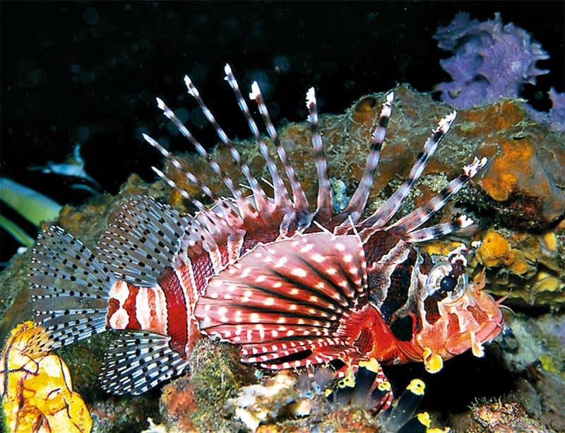 New Scientist. Science news and long reads from expert journalists, covering developments in science, technology, health and the environment on the website and the magazine.