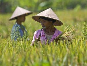 Ethical land-grabbing could feed 100 million people