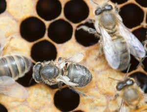 A vampire mite injected this bee with a deadly virus