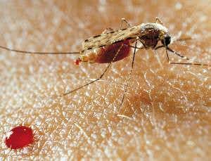 Threatwatch: Top malaria drug may lose punch in Africa