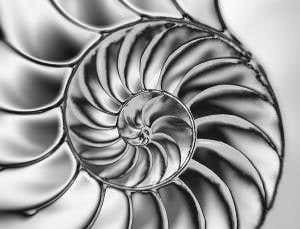 All systems Tao: Holistic view of life's networks