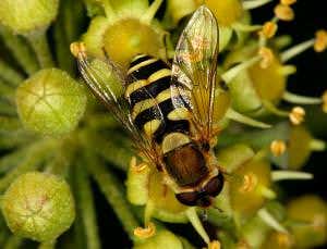 The fascination of hoverflies on a small island