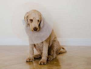 Smart collar brings poorly pooches to heal