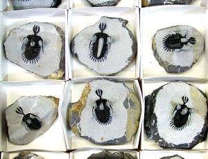 When trilobites ruled the seas