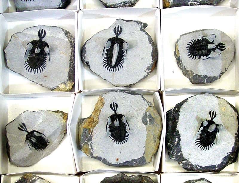 New Scientist. Science news and long reads from expert journalists, covering developments in science, technology, health and the environment on the website and the magazine.