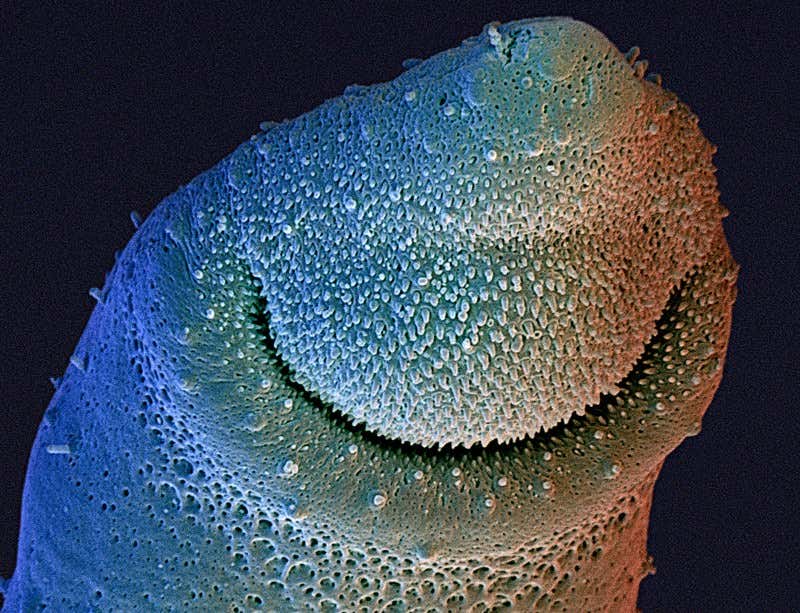 Brazilian science bids for world glory