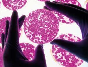 Windows bug-testing software cracks stem cell programs