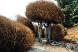 Tumbling weeds: The rolling invasion of the US