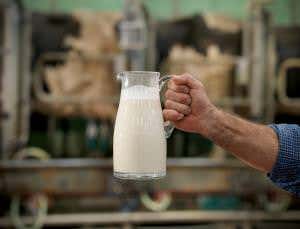 Don't have a cow: Making milk without the moo
