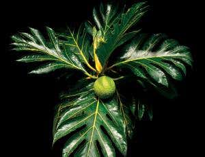 The wonder food you've probably never heard of