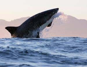 Rights versus bites: The great shark culling debate