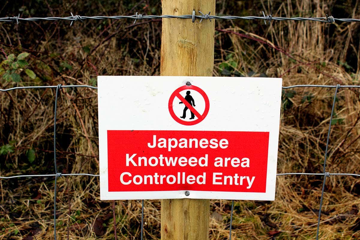 How to kill knotweed: Let slip the bugs of war